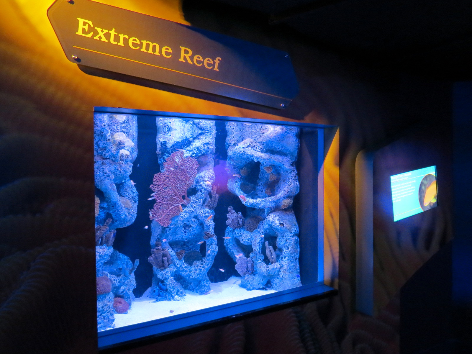 Waves Of Wonder - Extreme Reef Exhibit