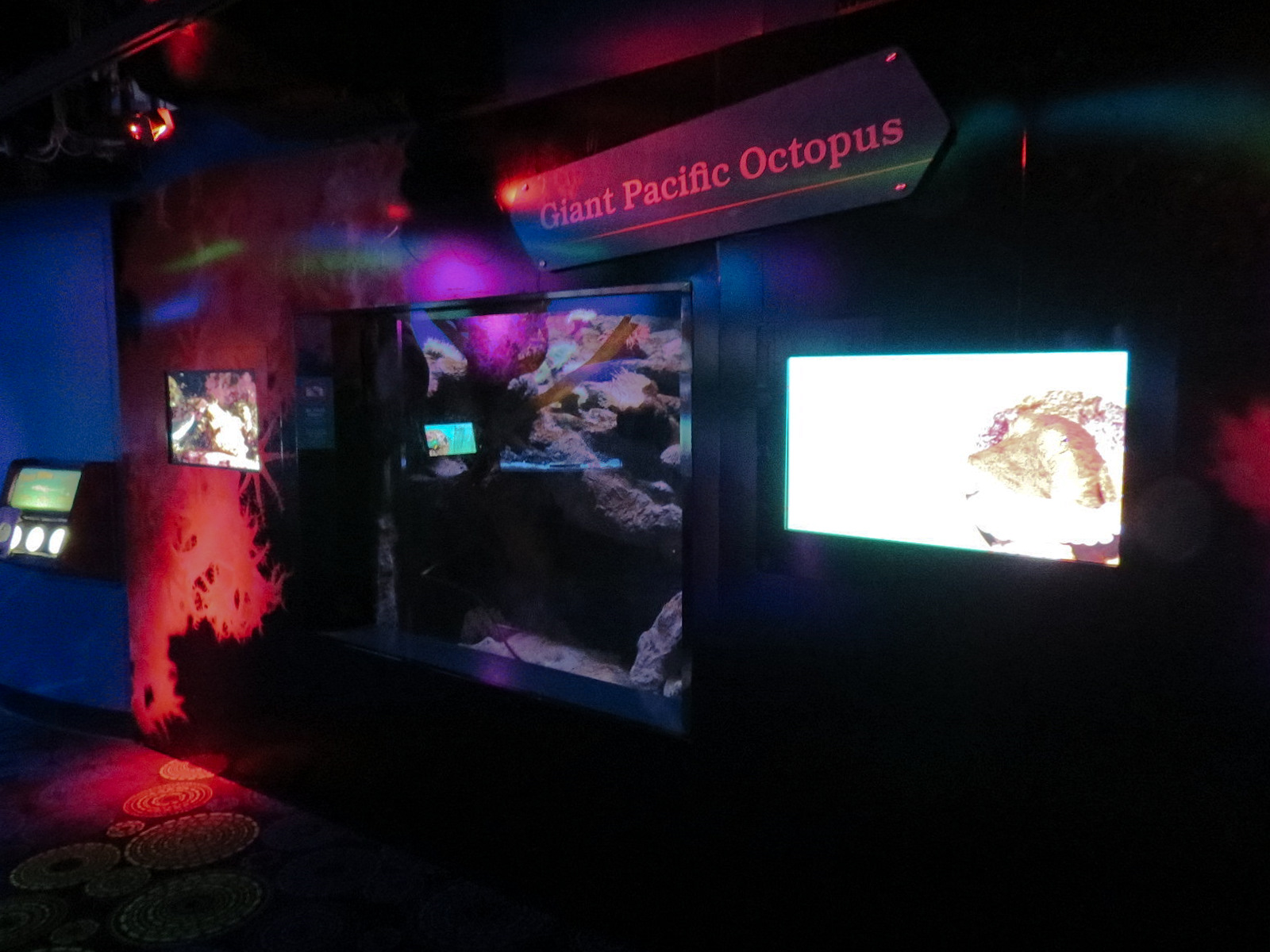 Waves Of Wonder - Giant Pacific Octopus Exhibit