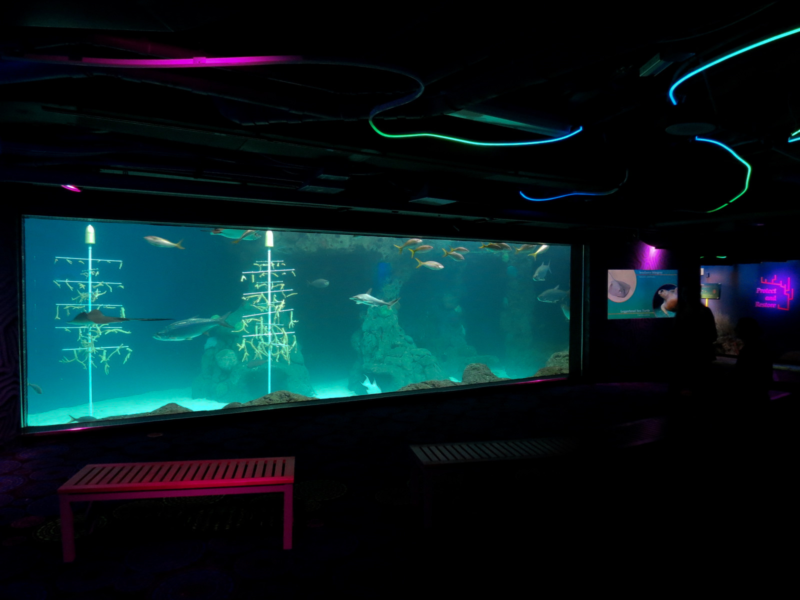 Waves Of Wonder - Heart Of The Sea Exhibit