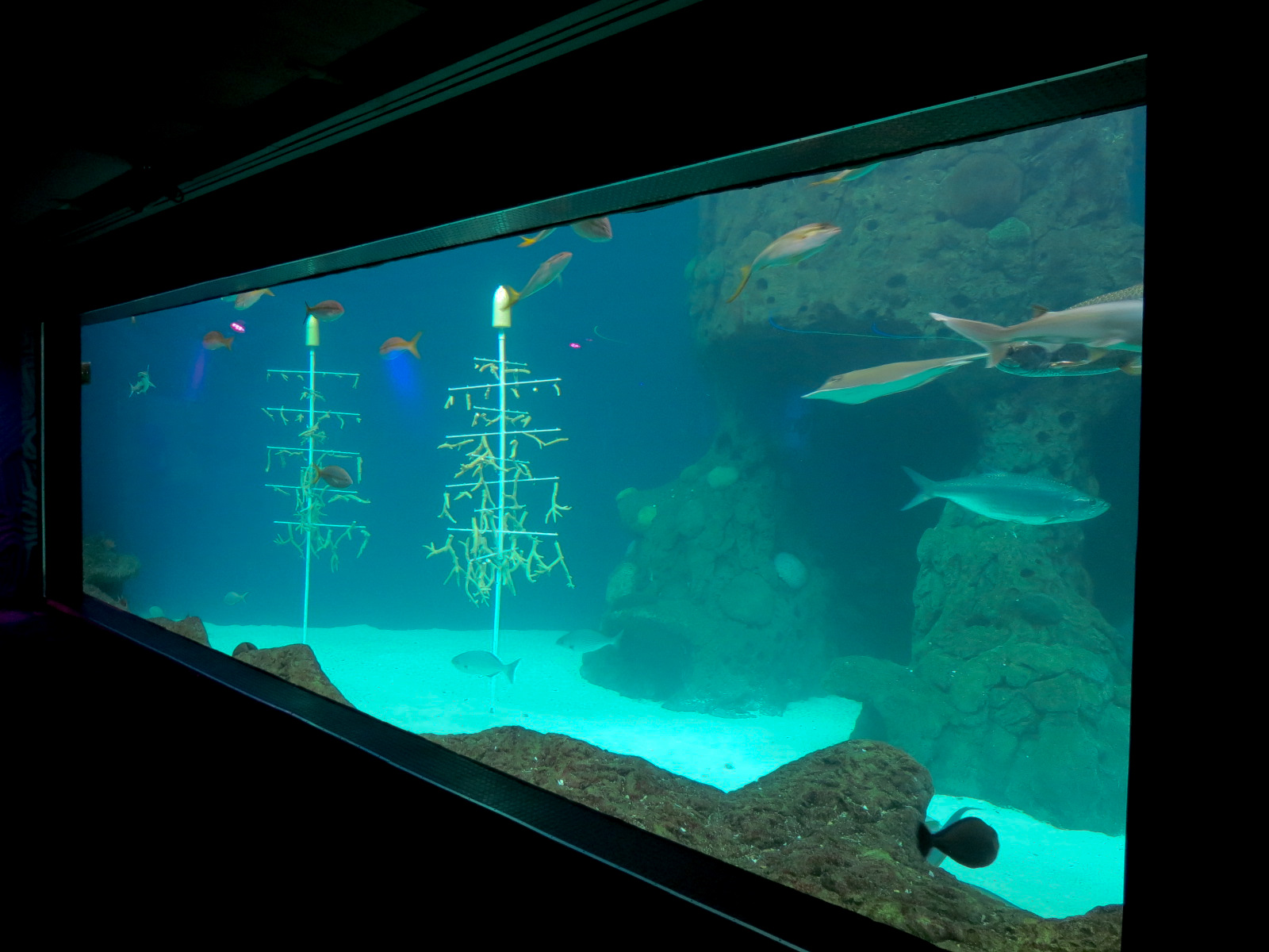 Waves Of Wonder - Heart Of The Sea Exhibit