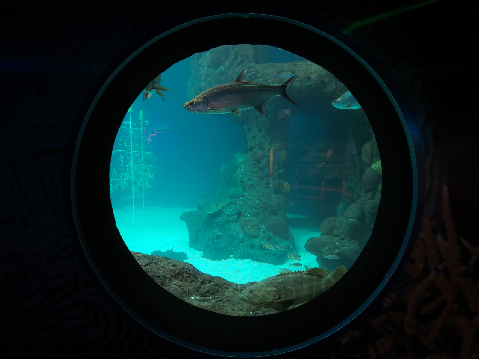 Waves Of Wonder - Heart Of The Sea Exhibit