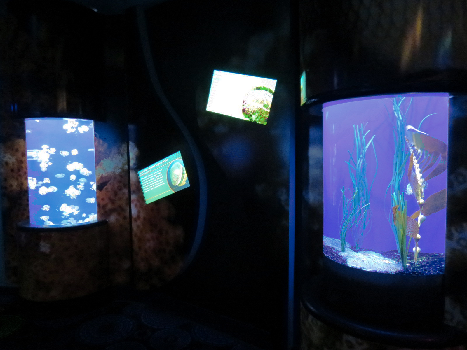 Waves Of Wonder - Jelly Exhibits