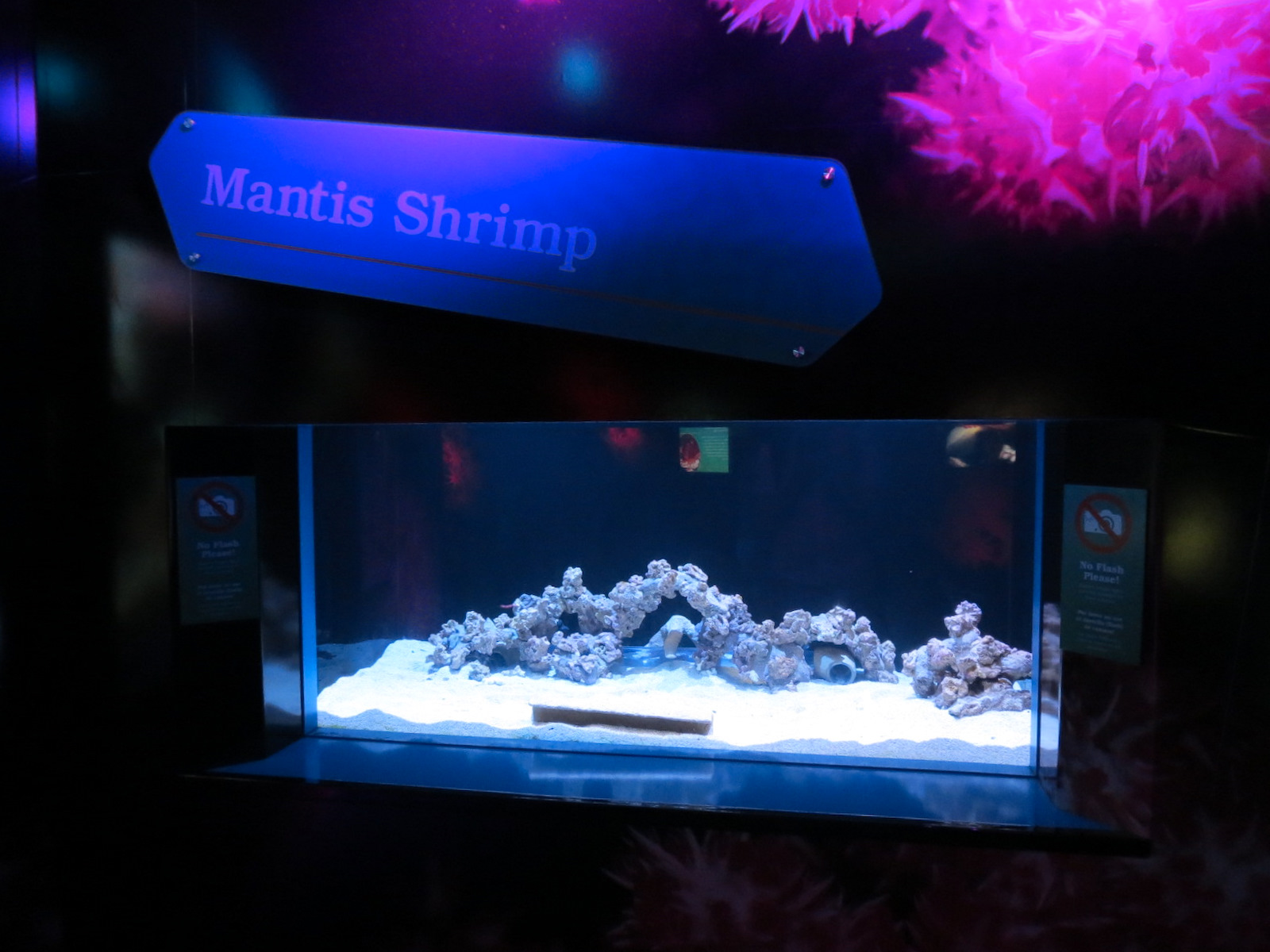 Waves Of Wonder - Mantis Shrimp Exhibit