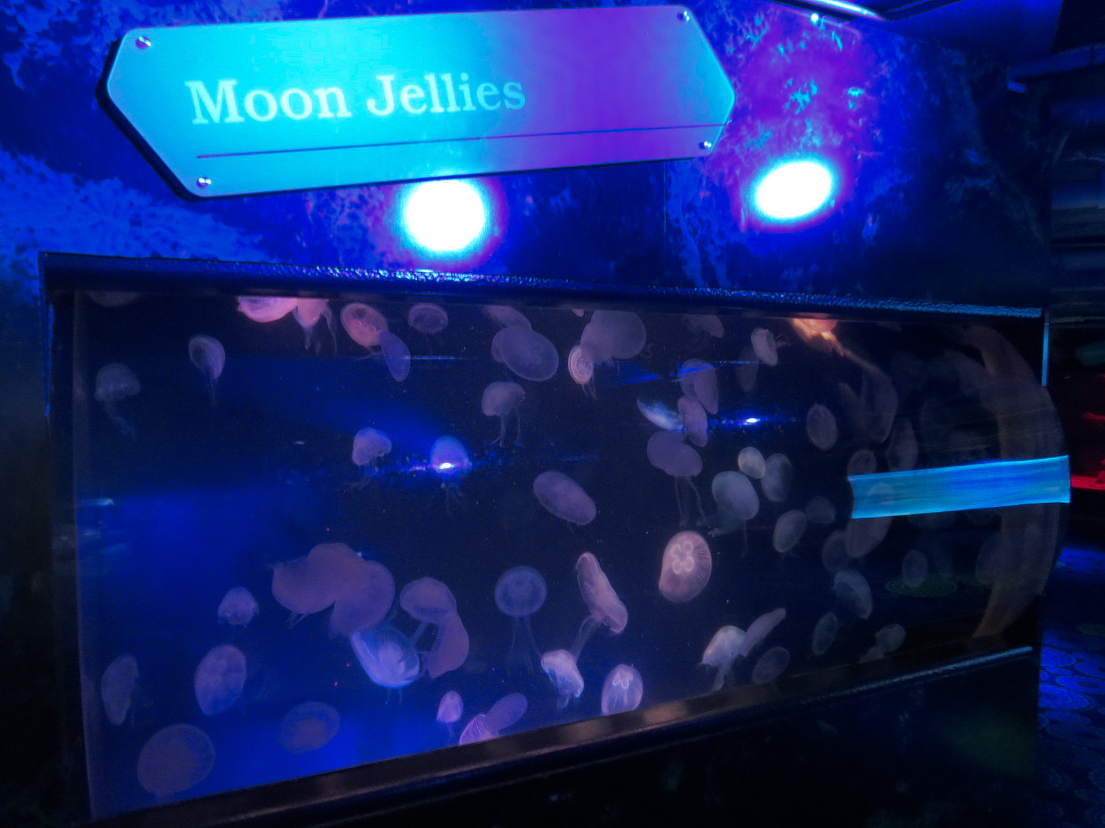 Waves Of Wonder - Moon Jelly Exhibit