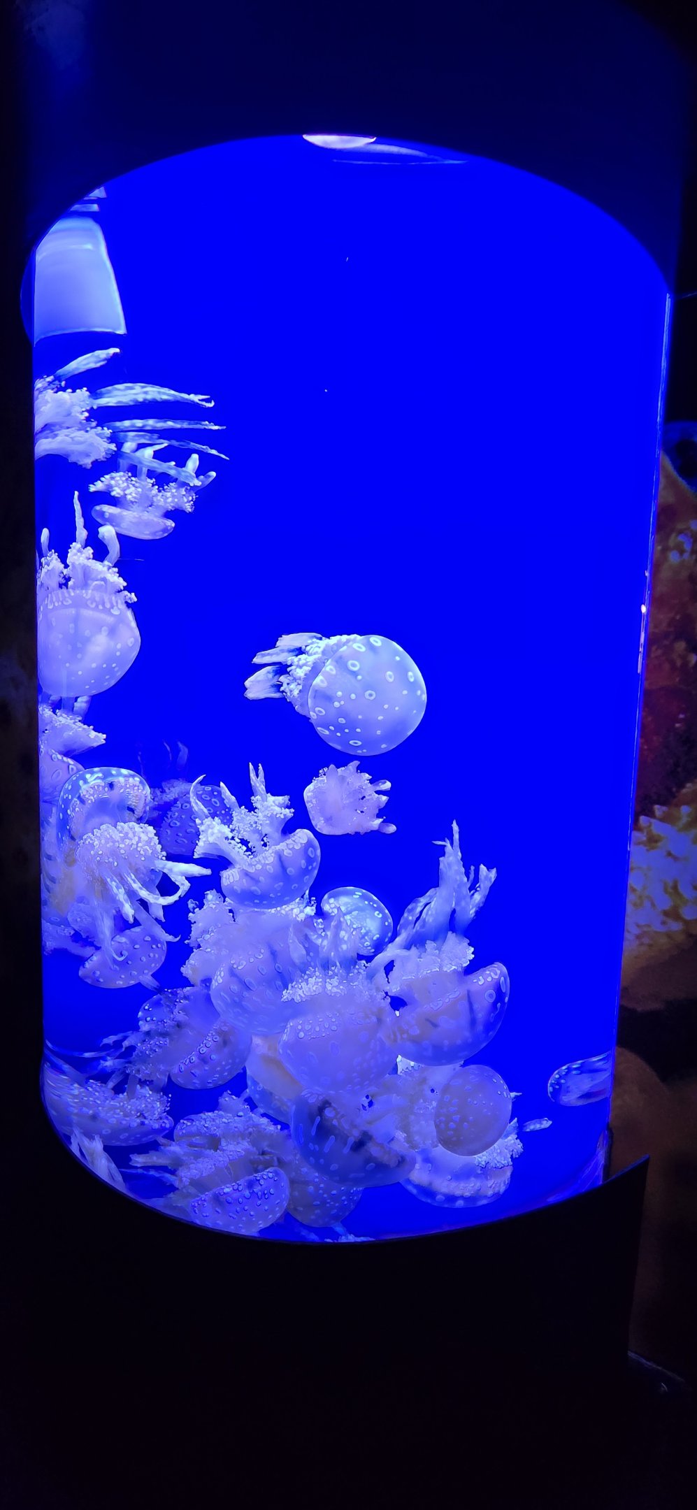 Waves of Wonder - Spotted lagoon jelly