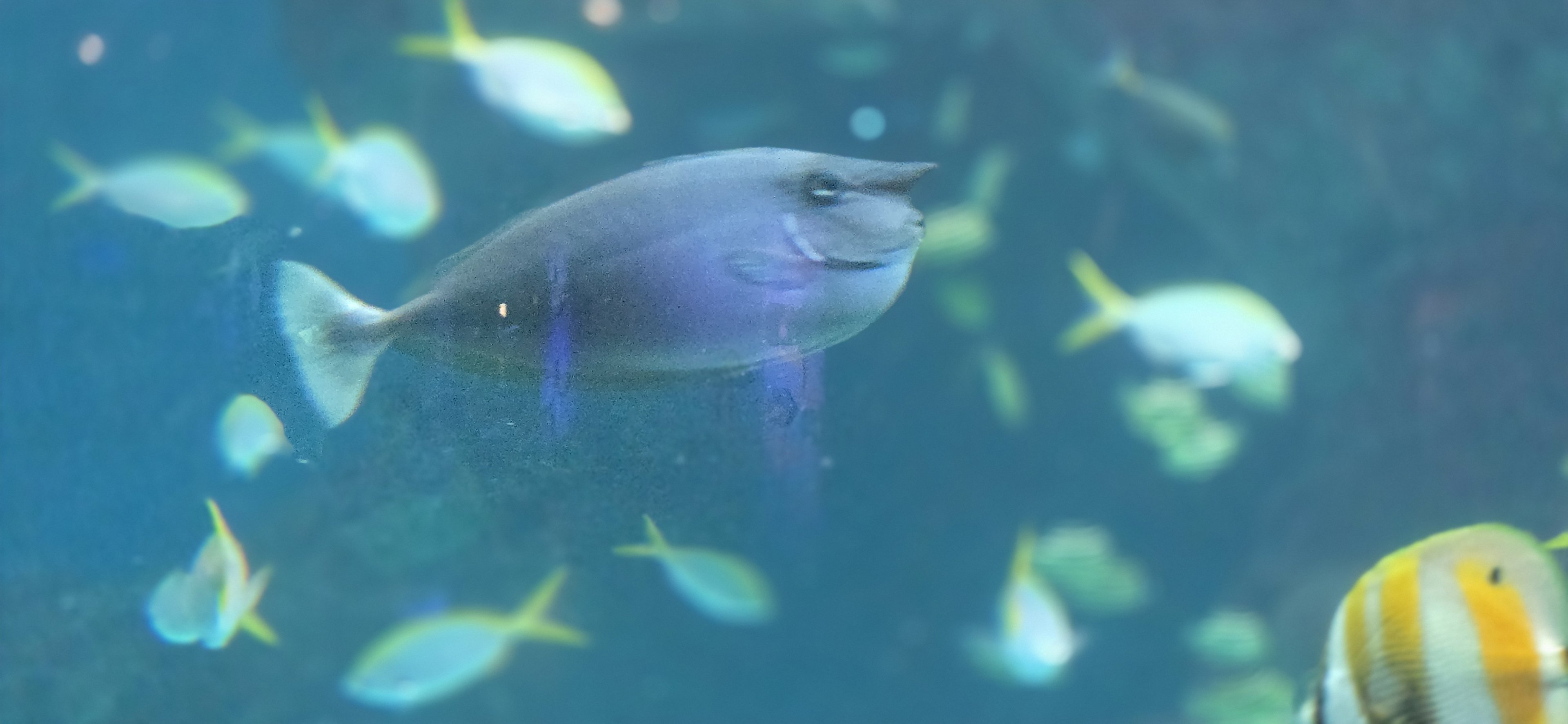 Waves of Wonder - unicorn fish