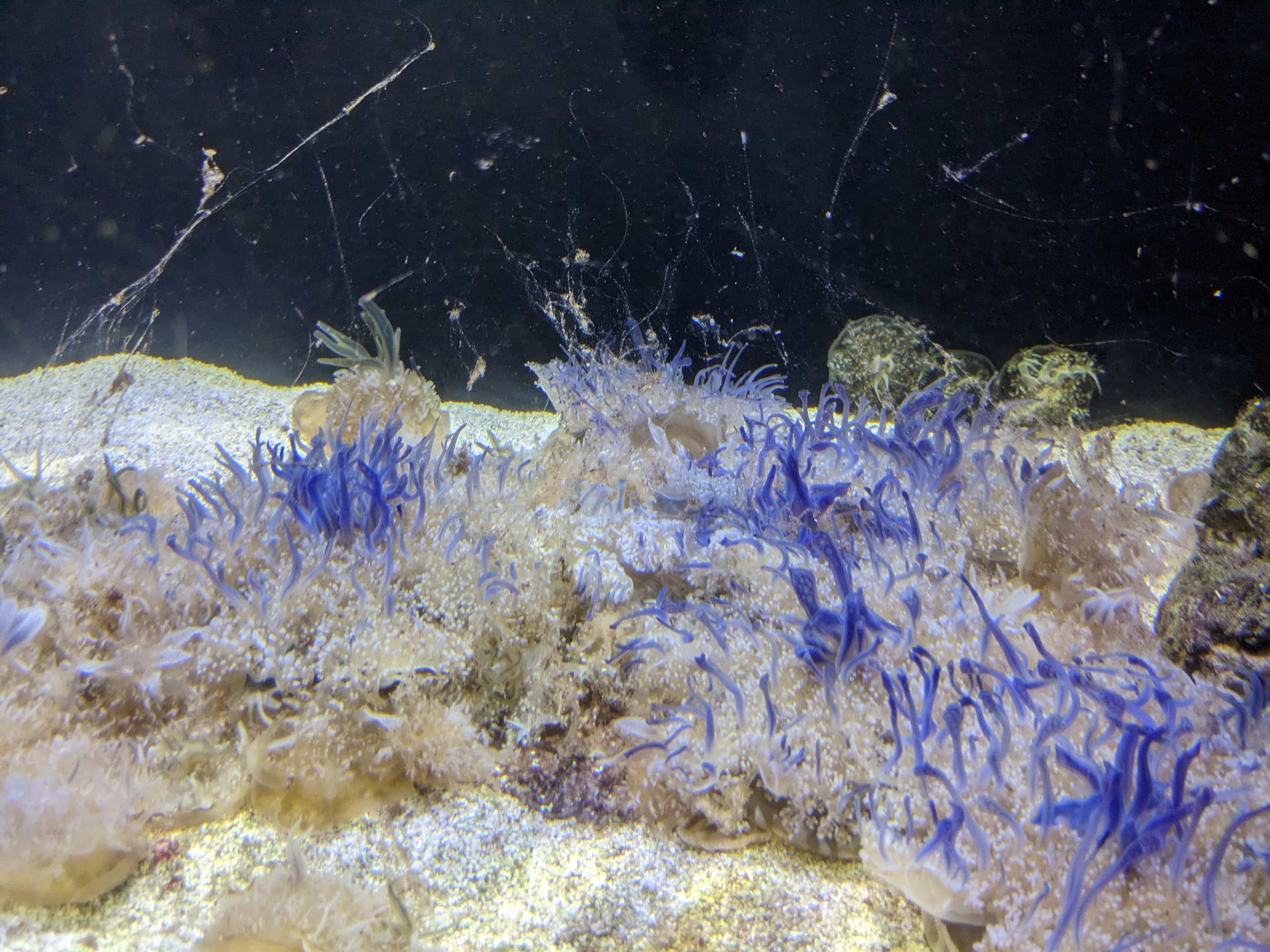 Waves of Wonder - upside down jellyfish