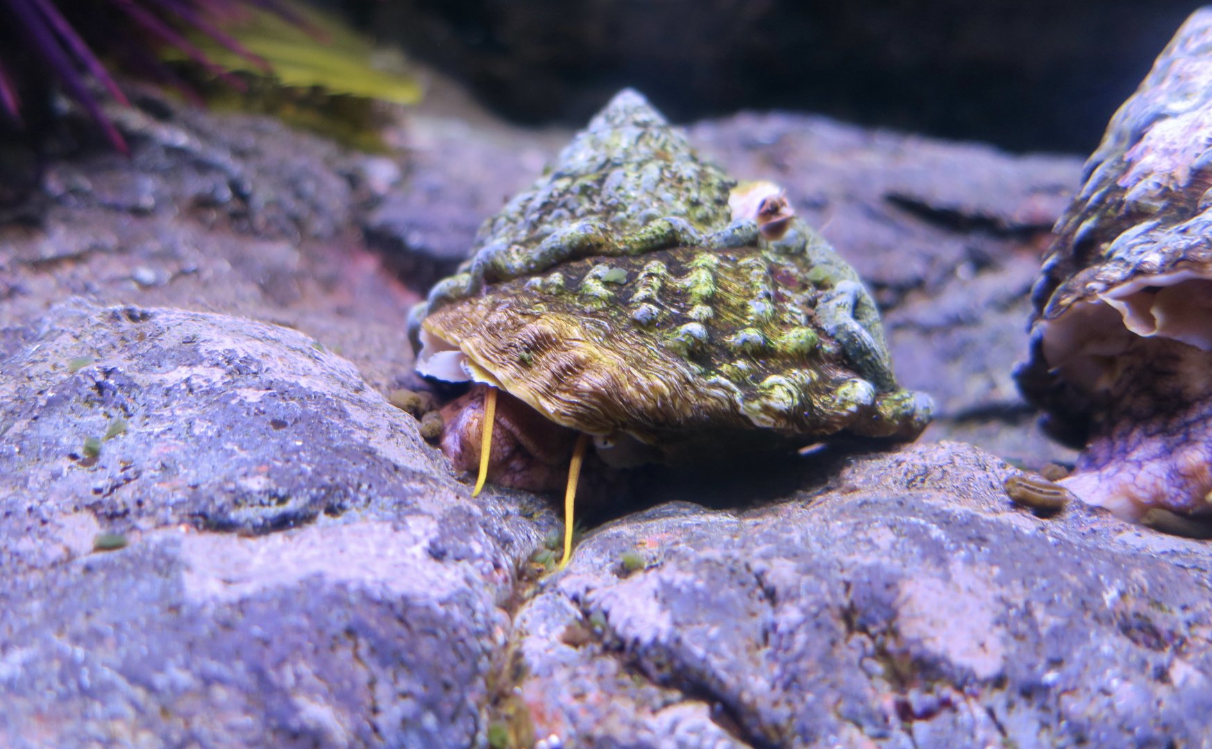 Wavy Turban Snail (Megastraea undosa)