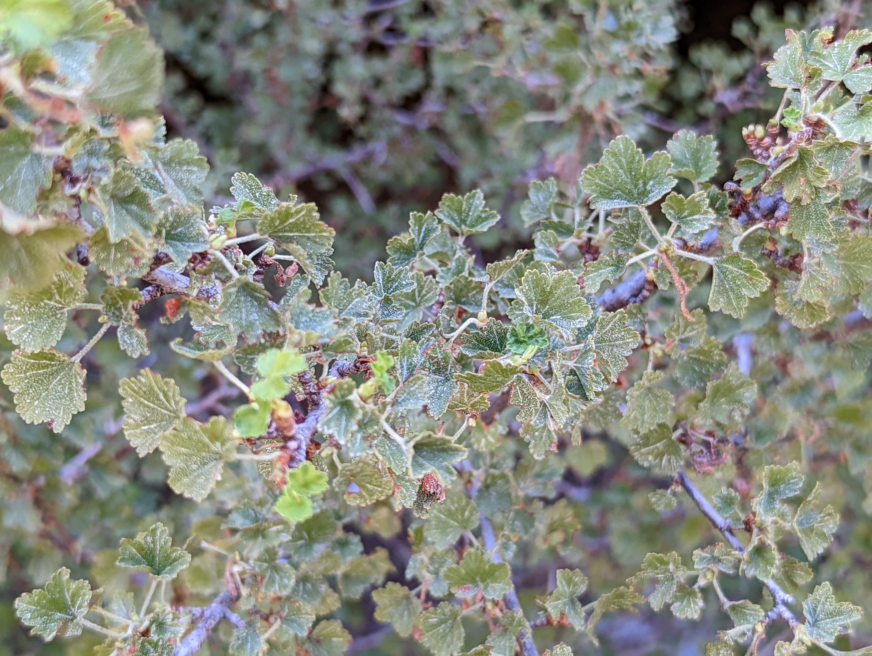 Wax currant (Ribes cereum)