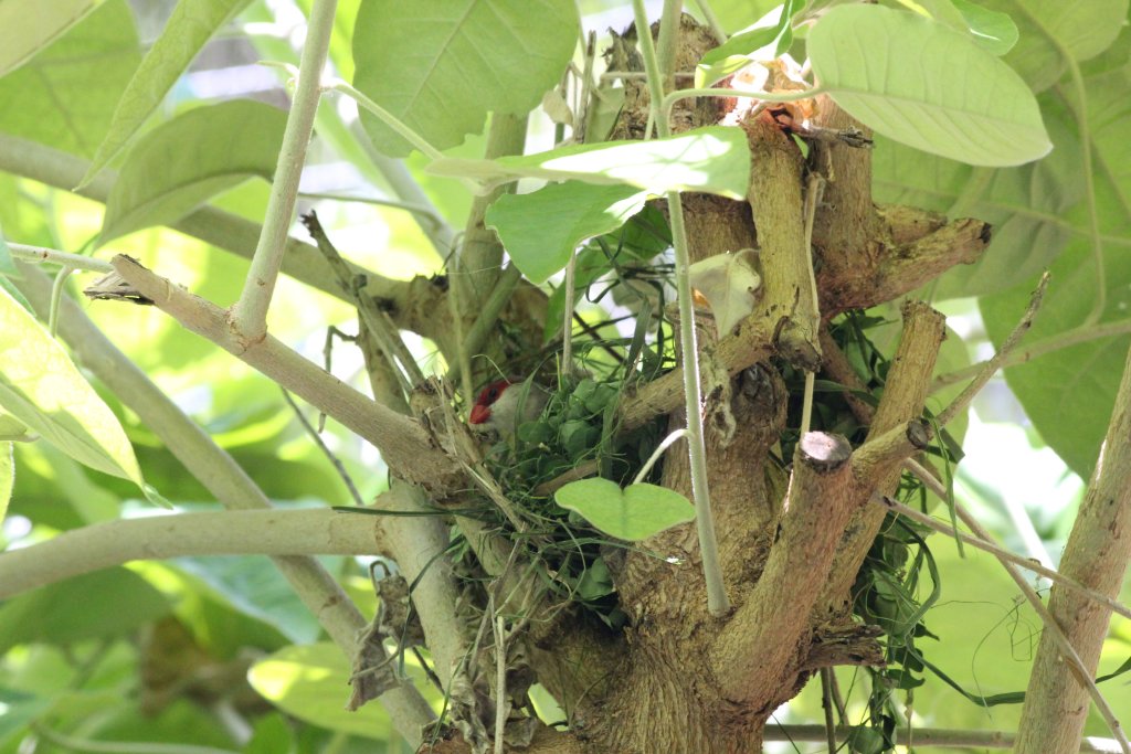 Waxbill on nest