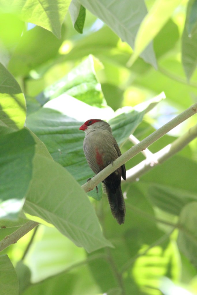 Waxbill