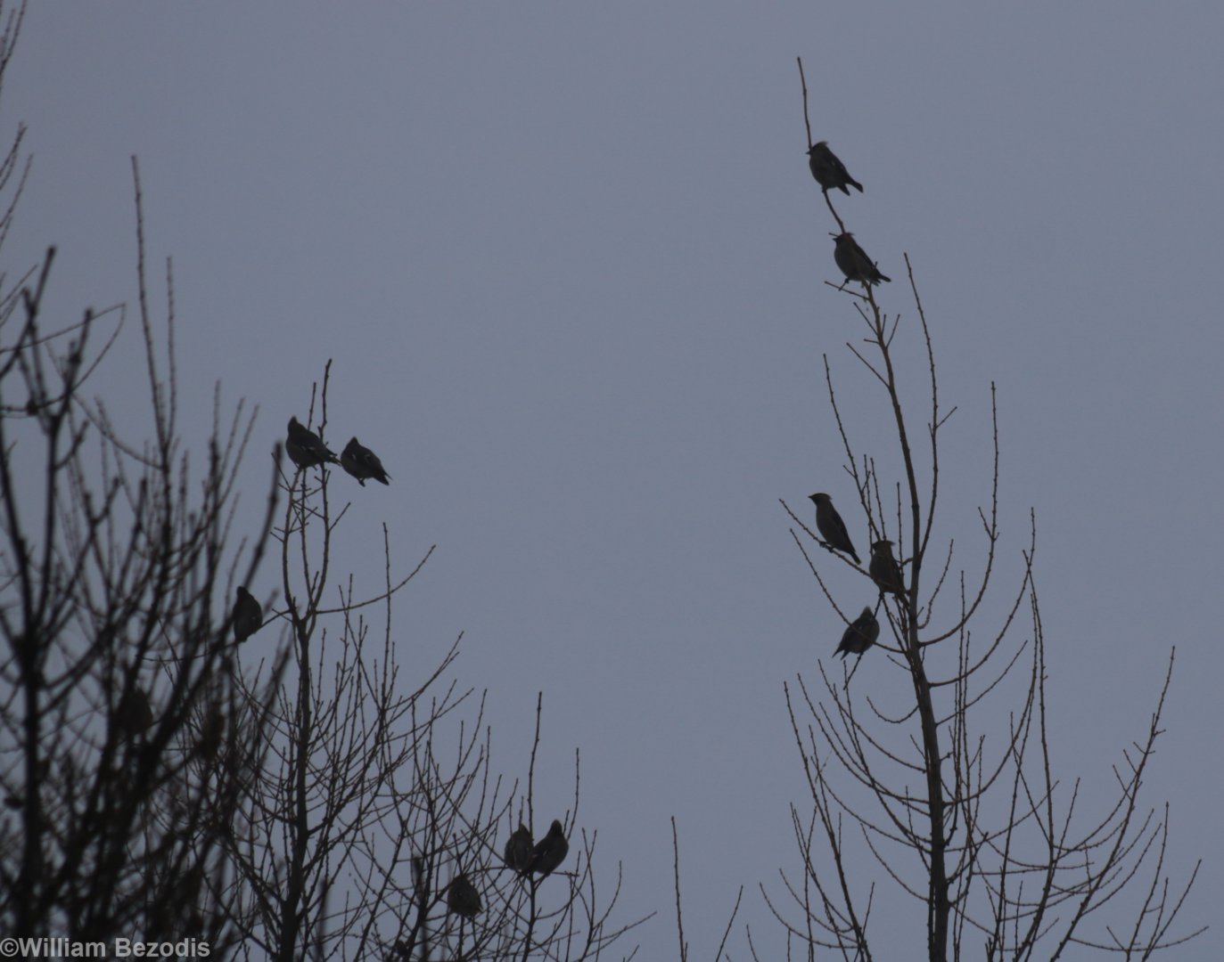 Waxwings at Dawn - Bialowieza