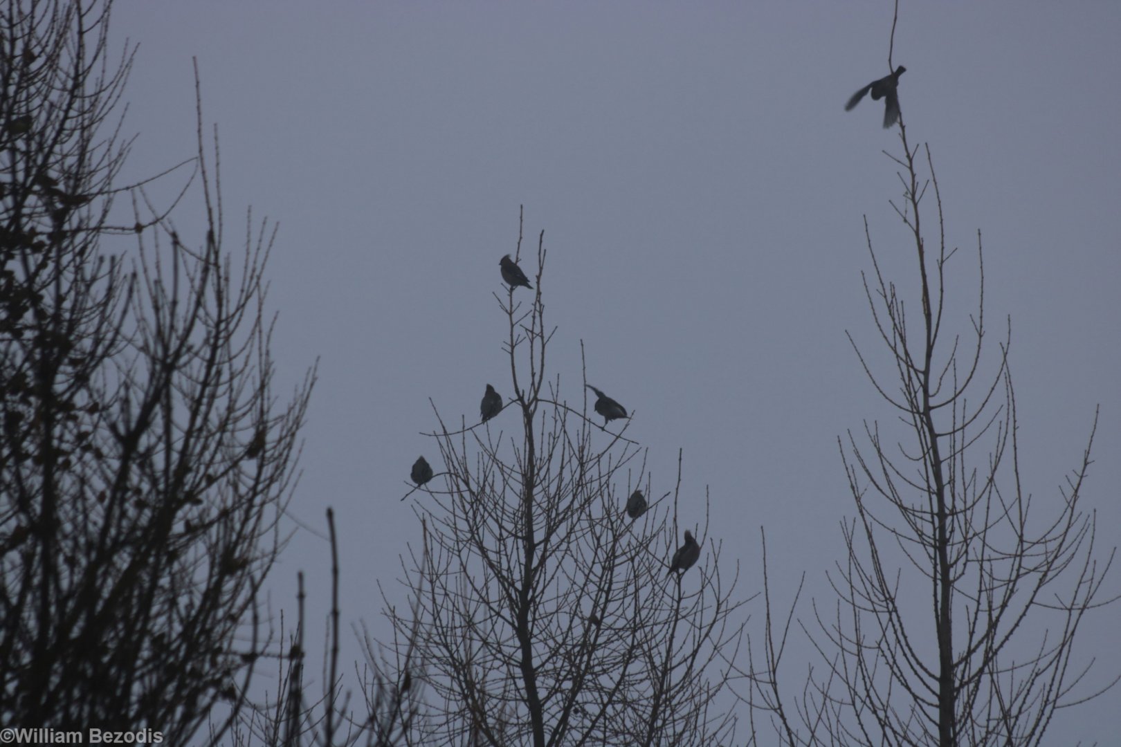 Waxwings at Dawn - Bialowieza