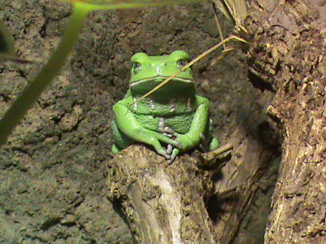 waxy monkey frog 080112