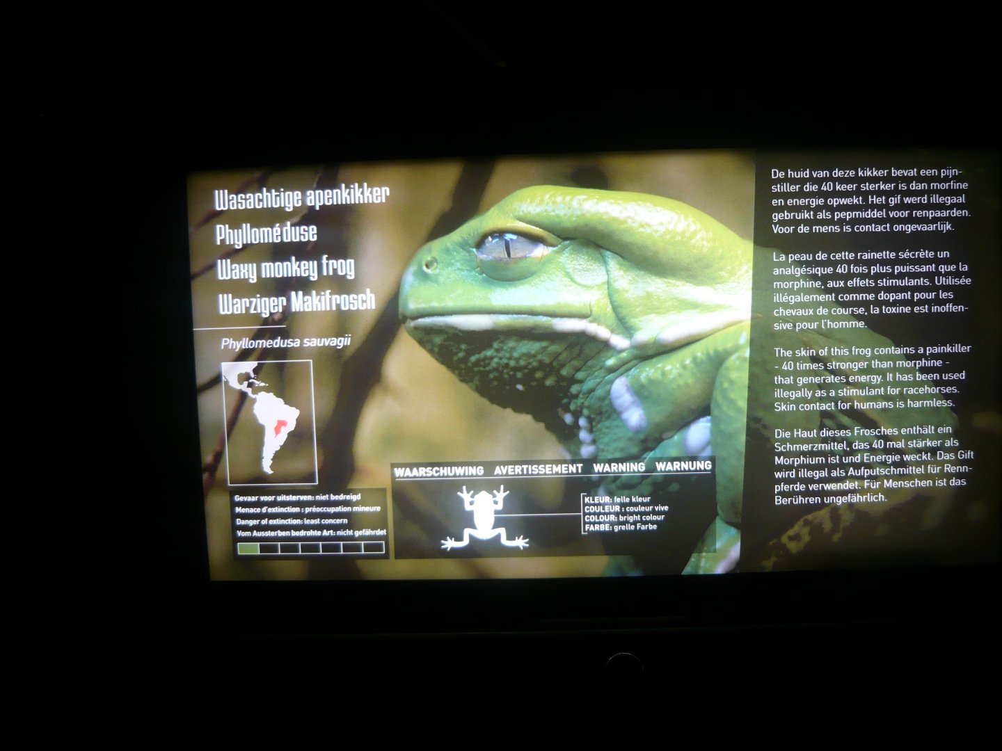 Waxy monkey frog info