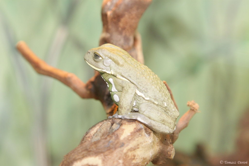 Waxy Monkey Frog (Phyllomedusa sauvagii) at Owl and Monkey Haven, Isle of W
