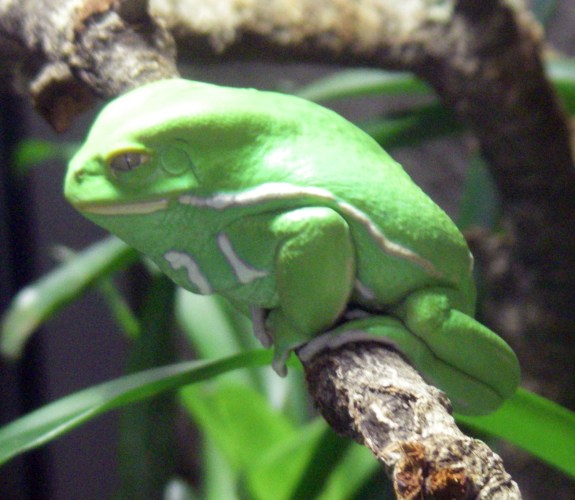 Waxy Monkey Frog (Phyllomedusa sauvagii)