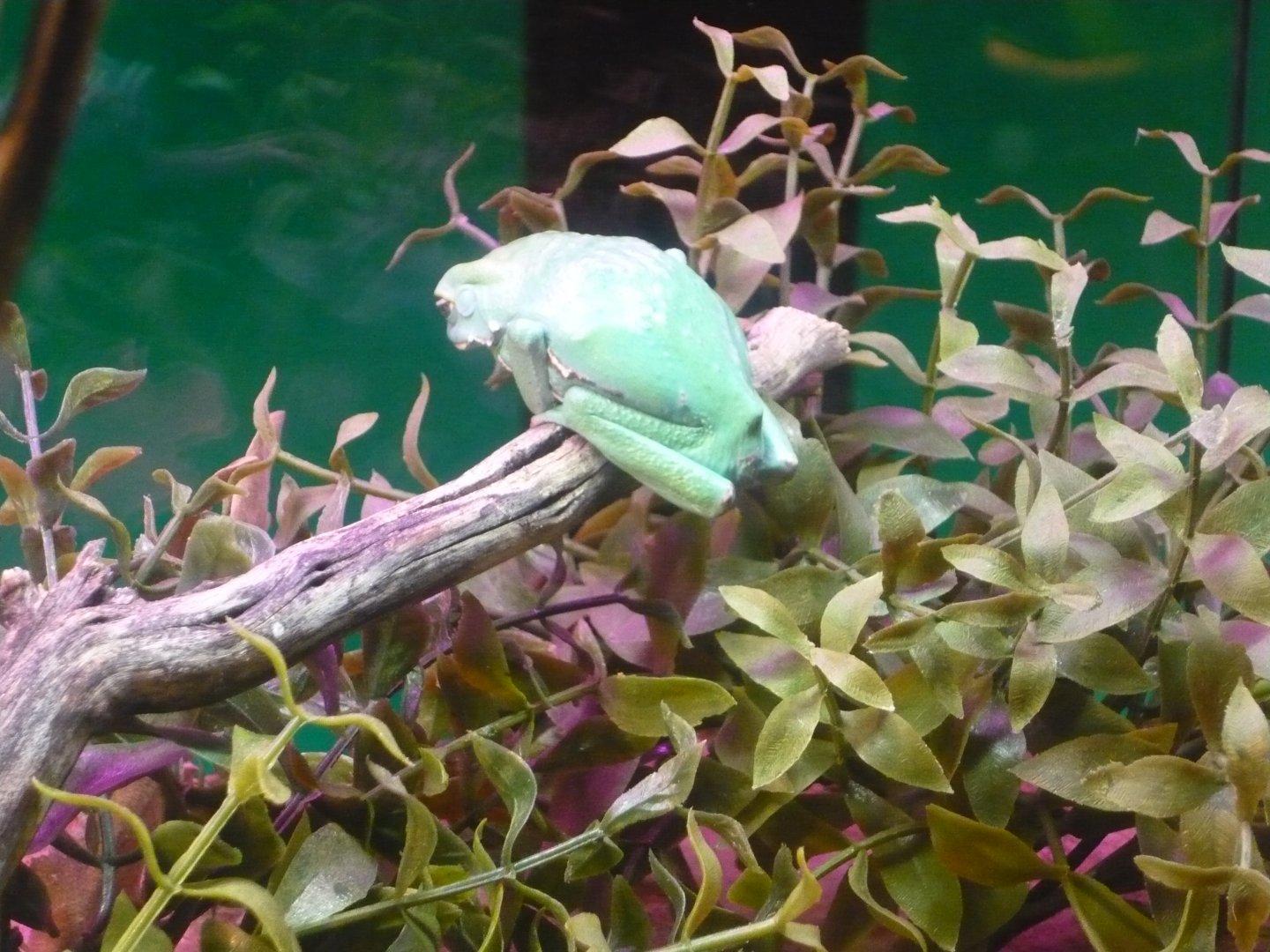 Waxy monkey frog (Phyllomedusa sauvagii)