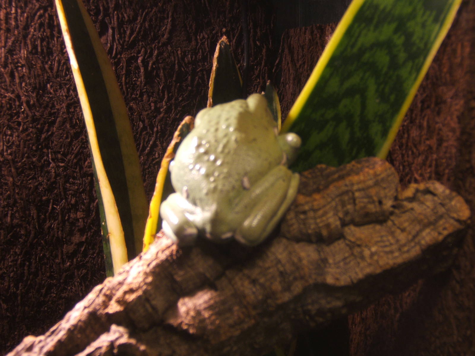 Waxy Monkey Frog (Phyllomedusa stellatum)