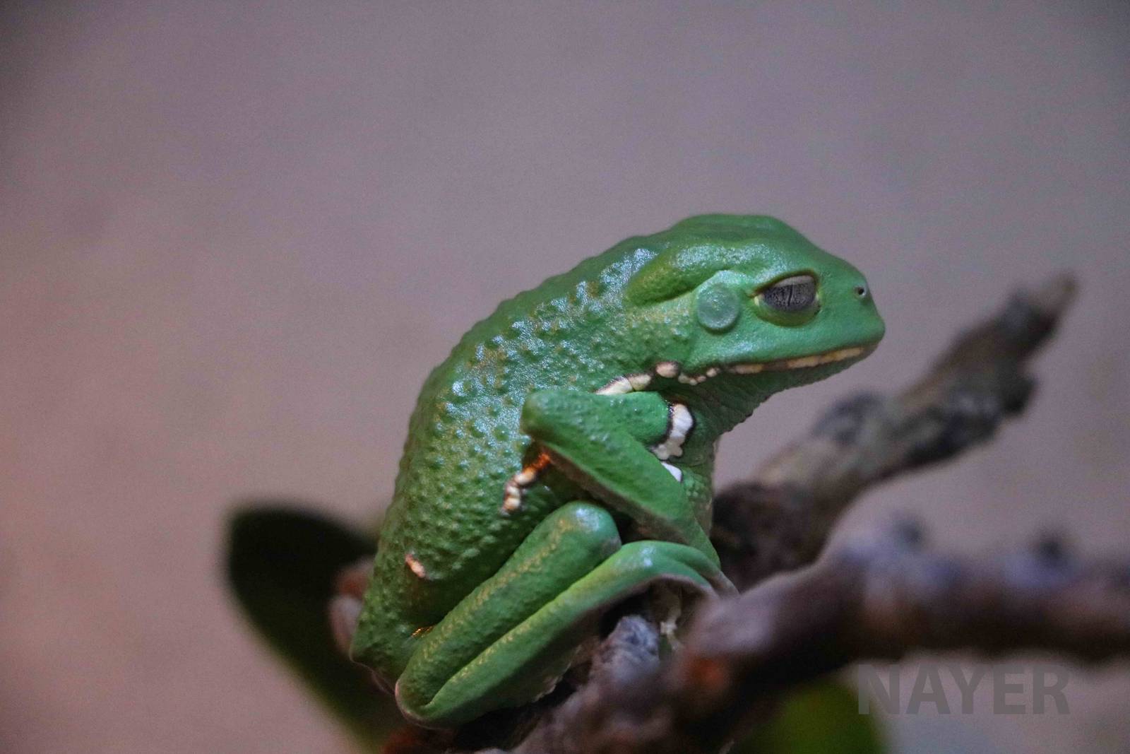 Waxy monkey frog, Serpentario Machaqway - April 2016.