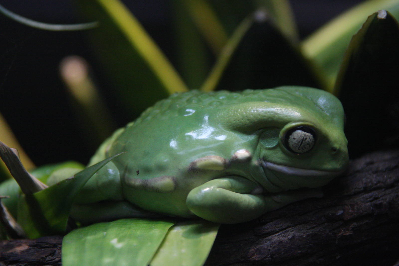 Waxy Monkey Frog