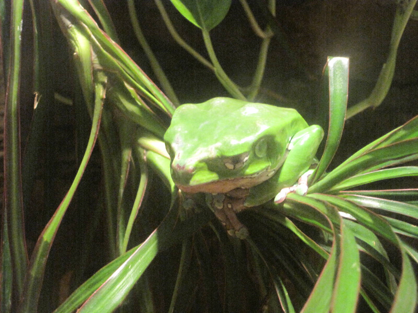 Waxy Monkey Frog
