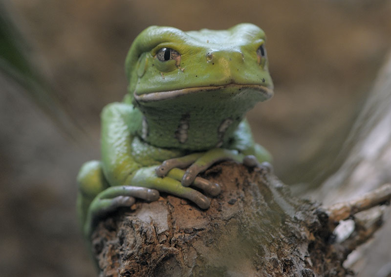 Waxy monkey frog