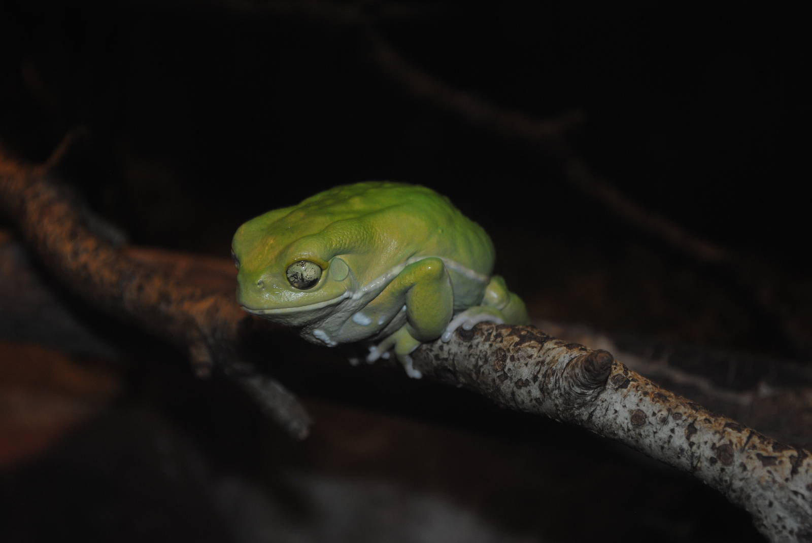 Waxy Monkey-Frog