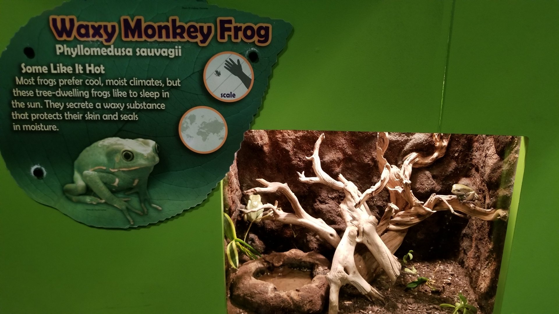 Waxy Monkey Frog