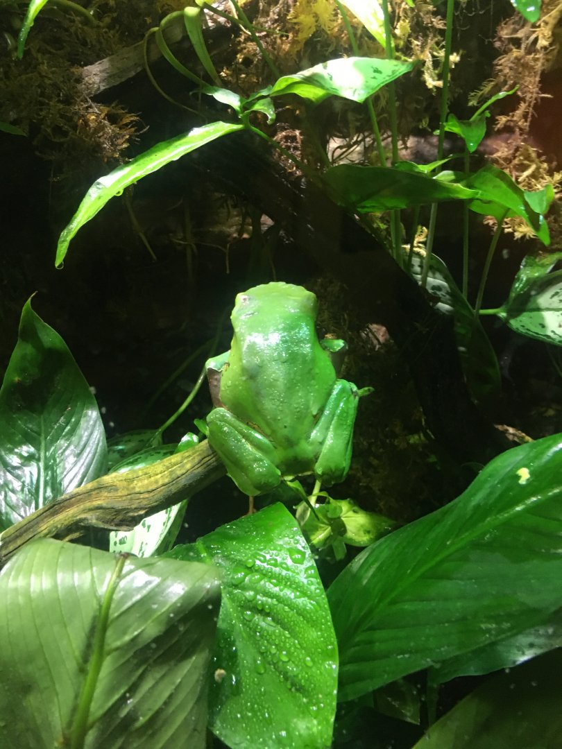 Waxy Monkey Frog