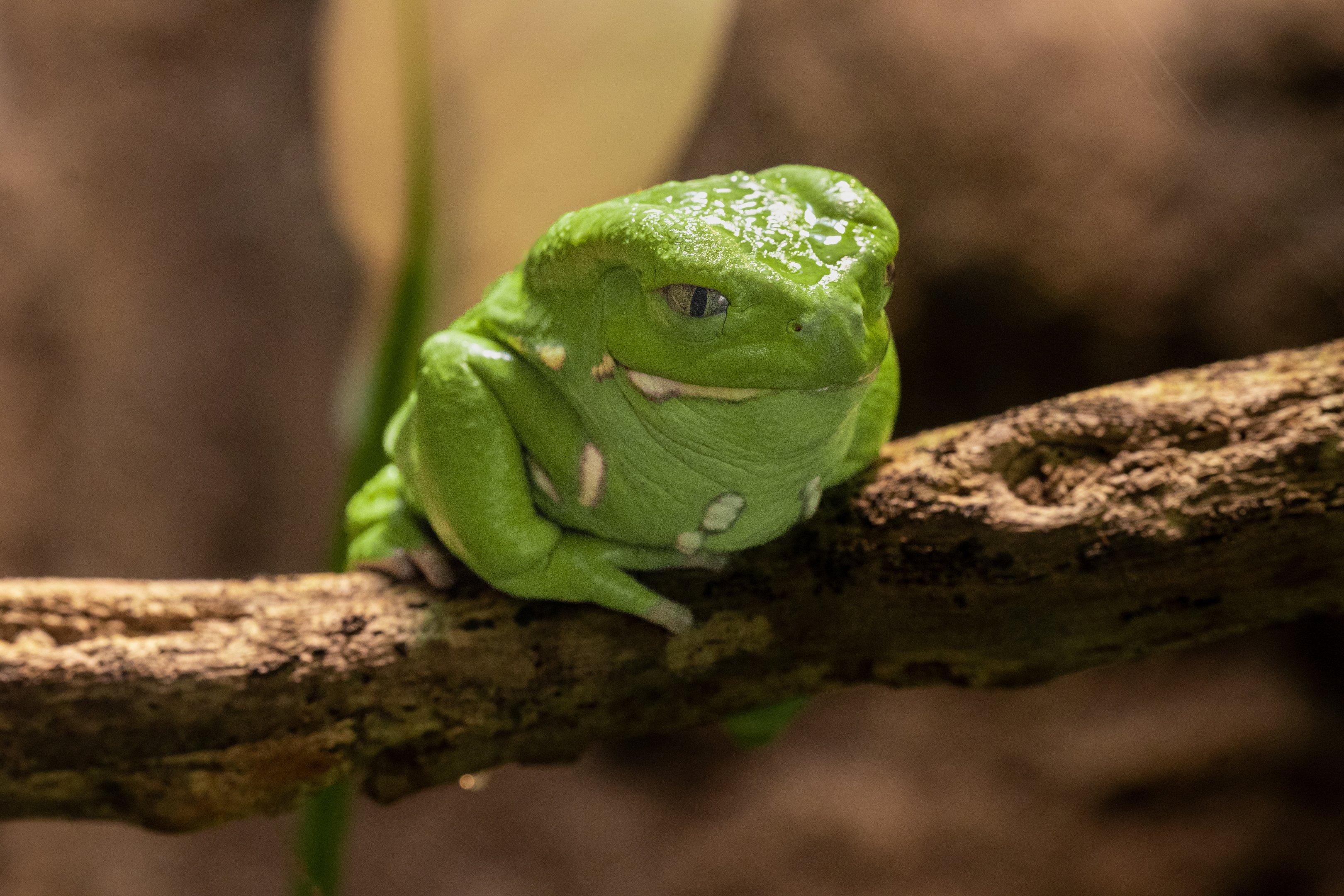 Waxy Monkey Frog