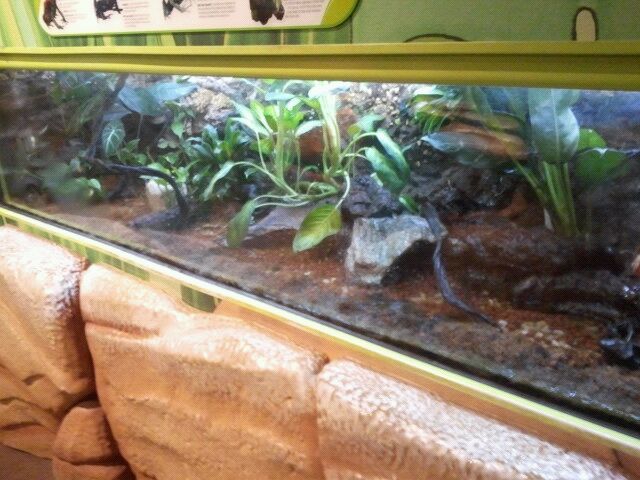 Waxy Monkey leaf frog, Blue poison, Red poison, Dyeing poison dart frog exh