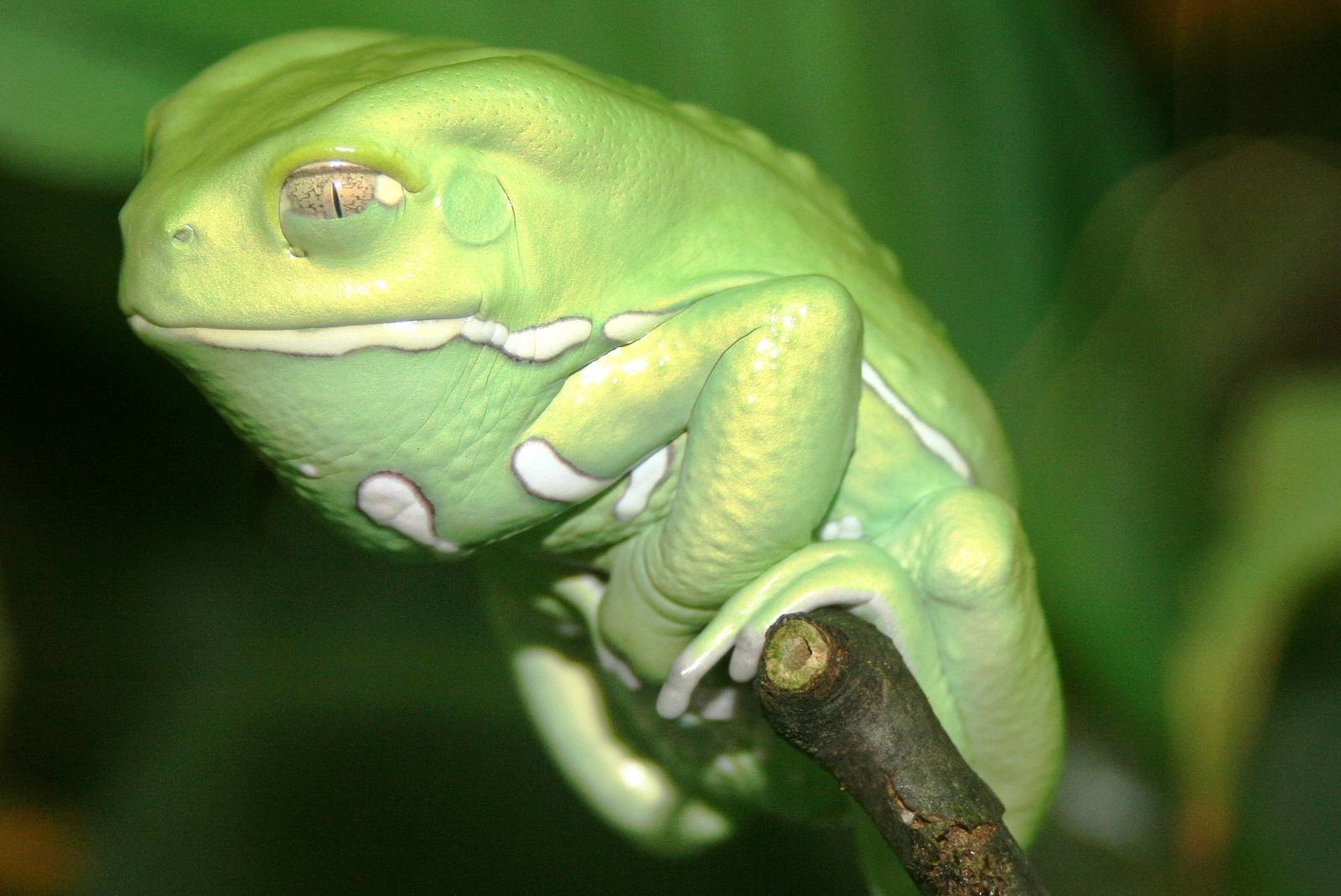Waxy monkey leaf frog; Frankfurt; 8th September 2010