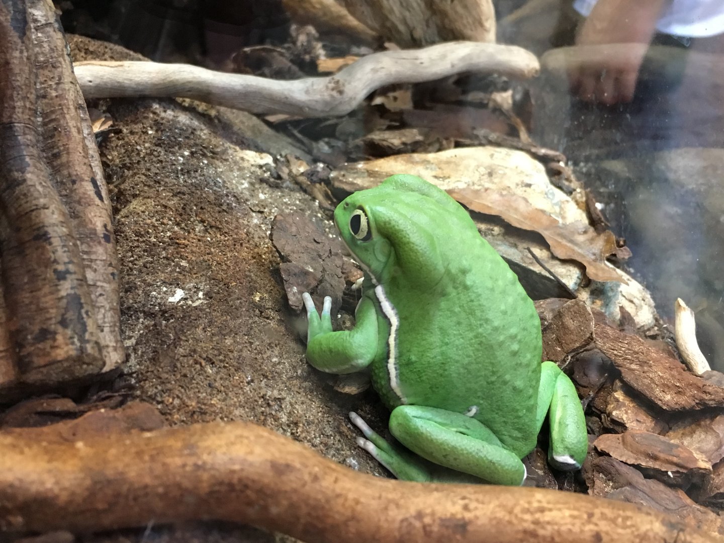 Waxy monkey tree frog 010817
