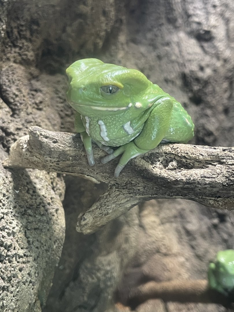 Waxy Monkey Tree Frog 5/6/24