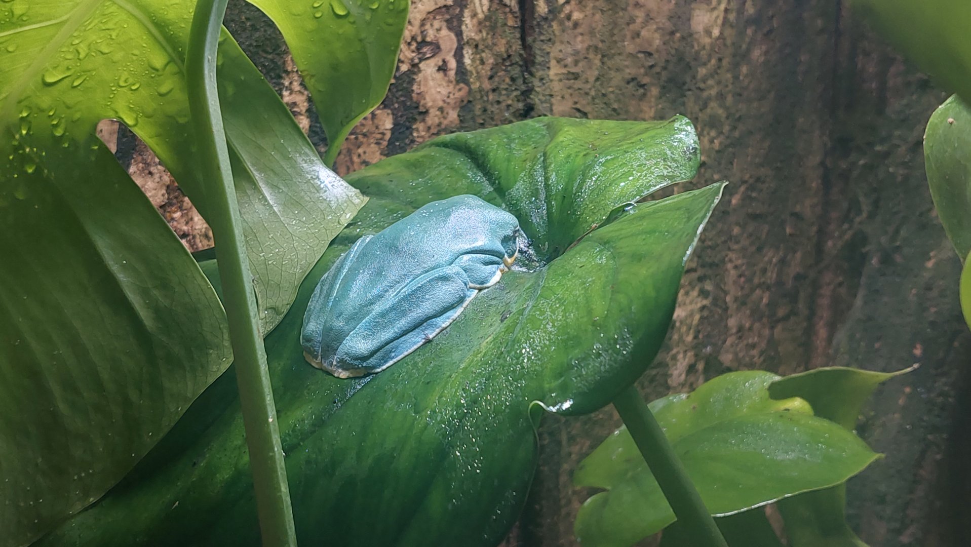 Waxy monkey tree frog (Phyllomedusa Sauvagei)