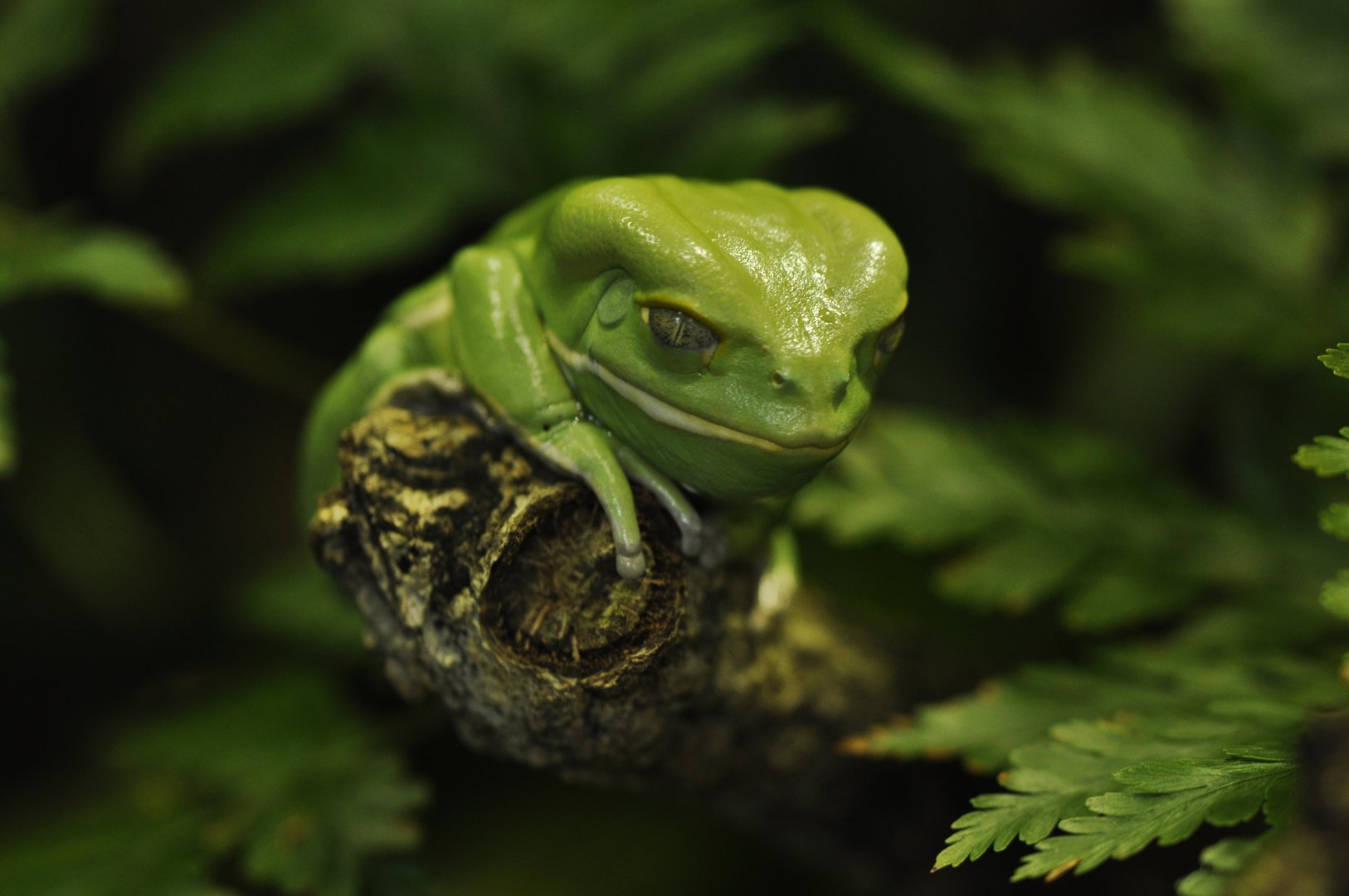 Waxy monkey tree frog (Phyllomedusa sauvagii)