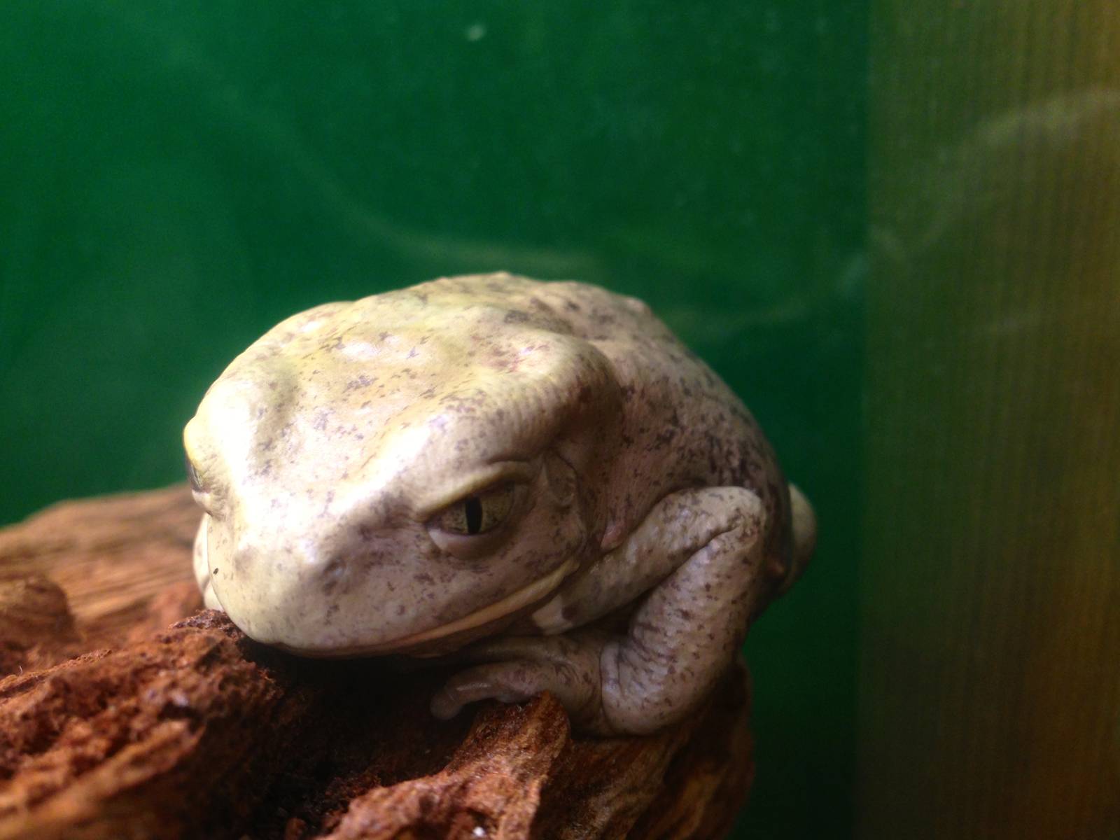 Waxy Monkey Tree Frog