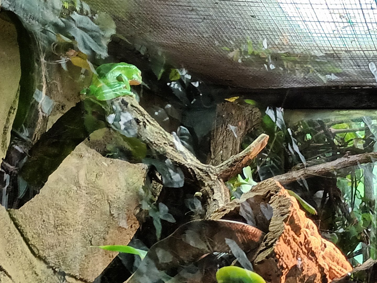 Waxy monkey tree Frog