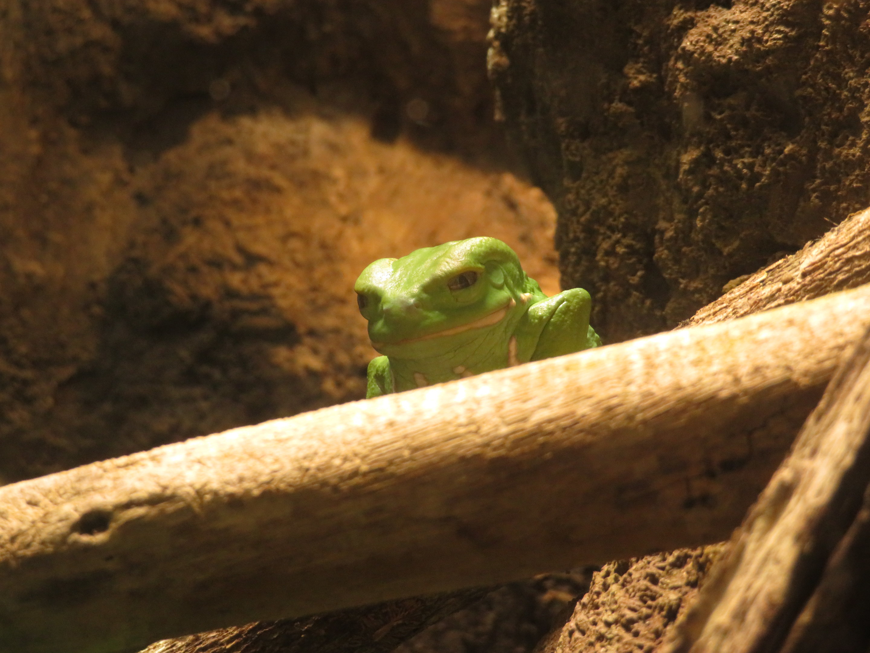 Waxy Monkey Tree Frog