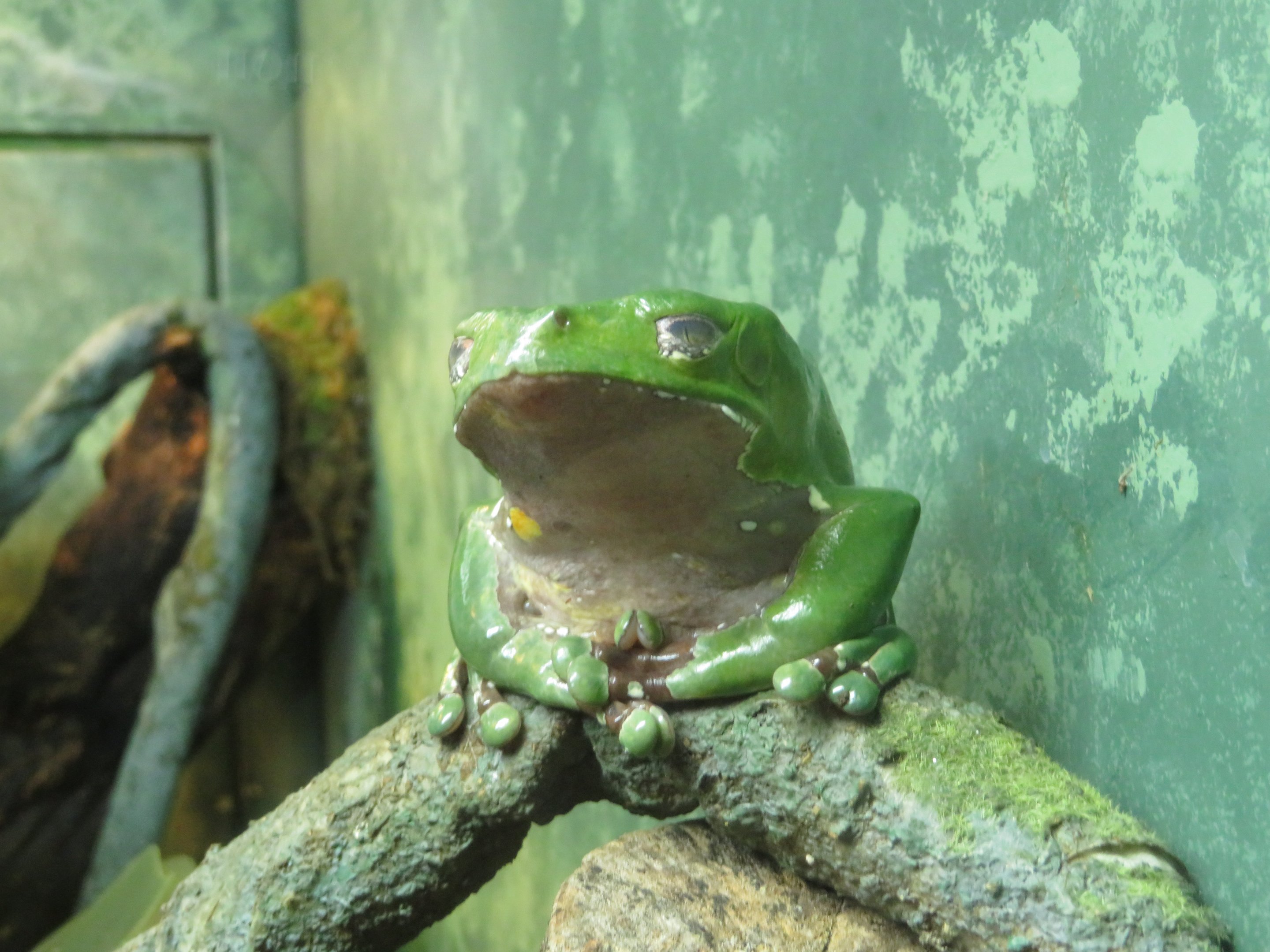 Waxy Monkey Tree Frog