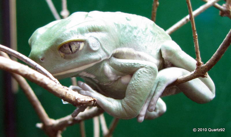 Waxy Monkey Tree Frog