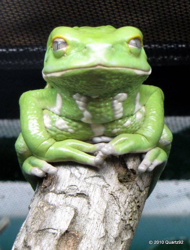 Waxy Monkey Tree Frog