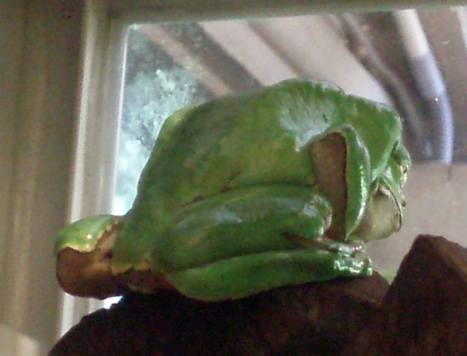 Waxy tree frog (Phyllomedusa bicolor)