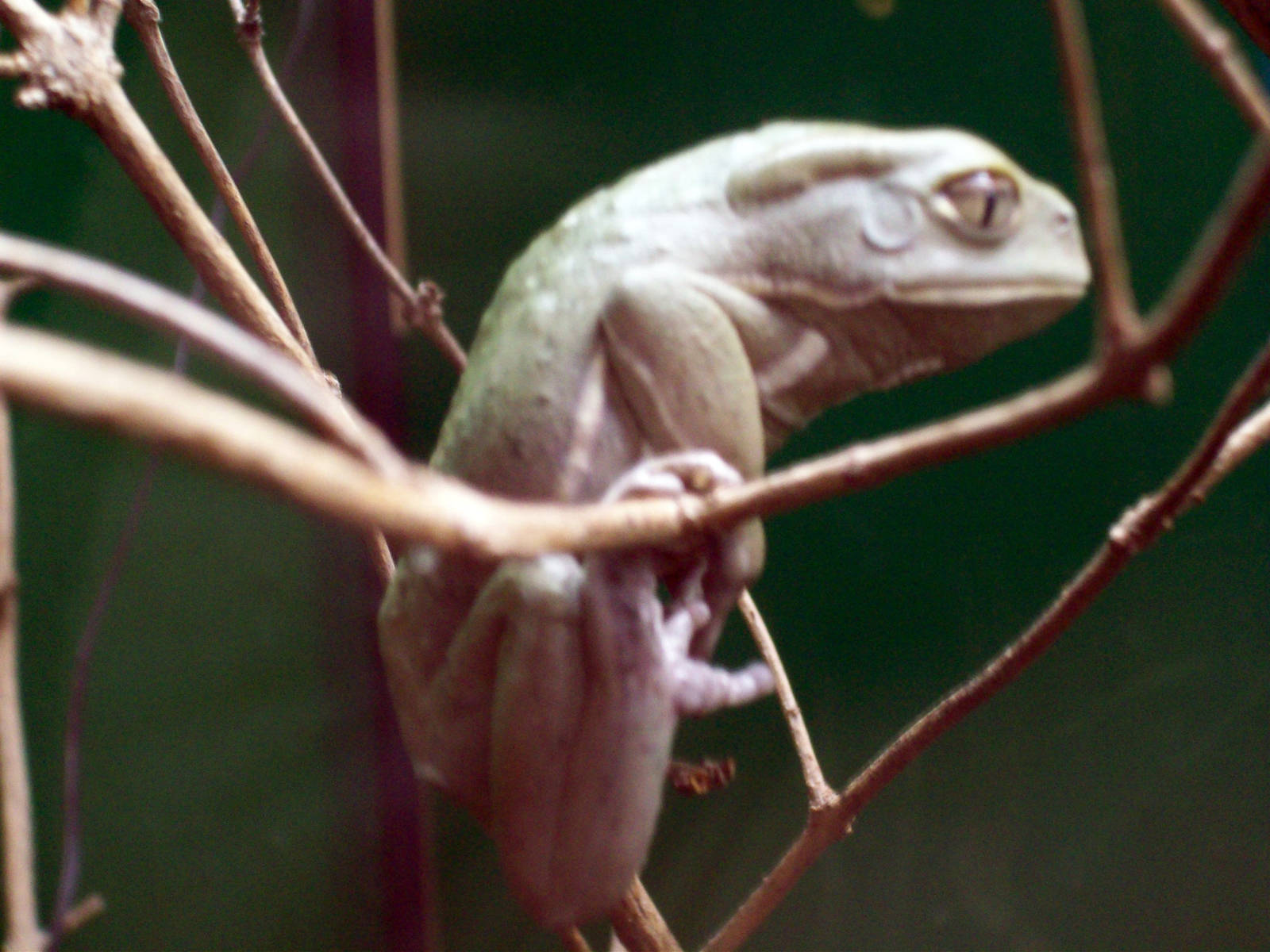 Waxy Tree Frog