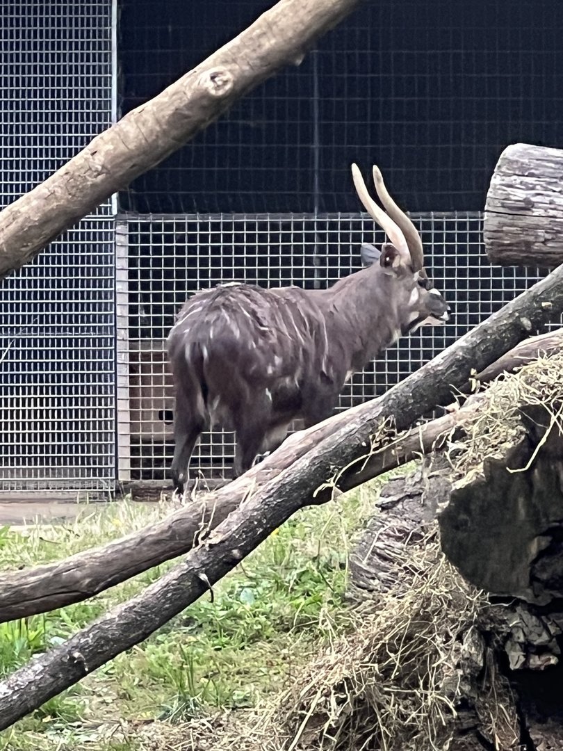 Waylon the male Sitatunga