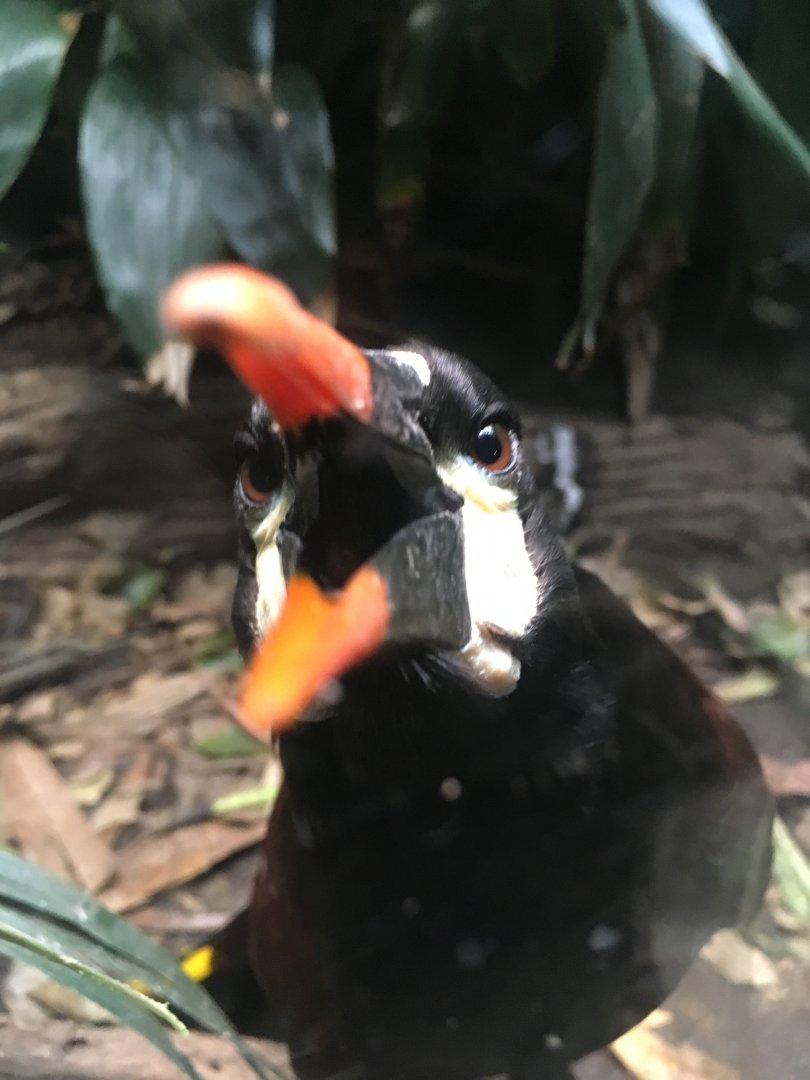 Wayne the Montezuma oropendola