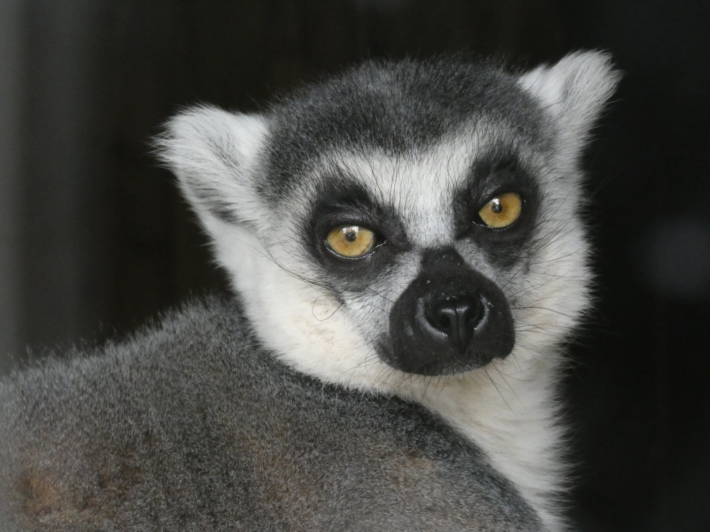 'Wayne' the Ring-tailed Lemur