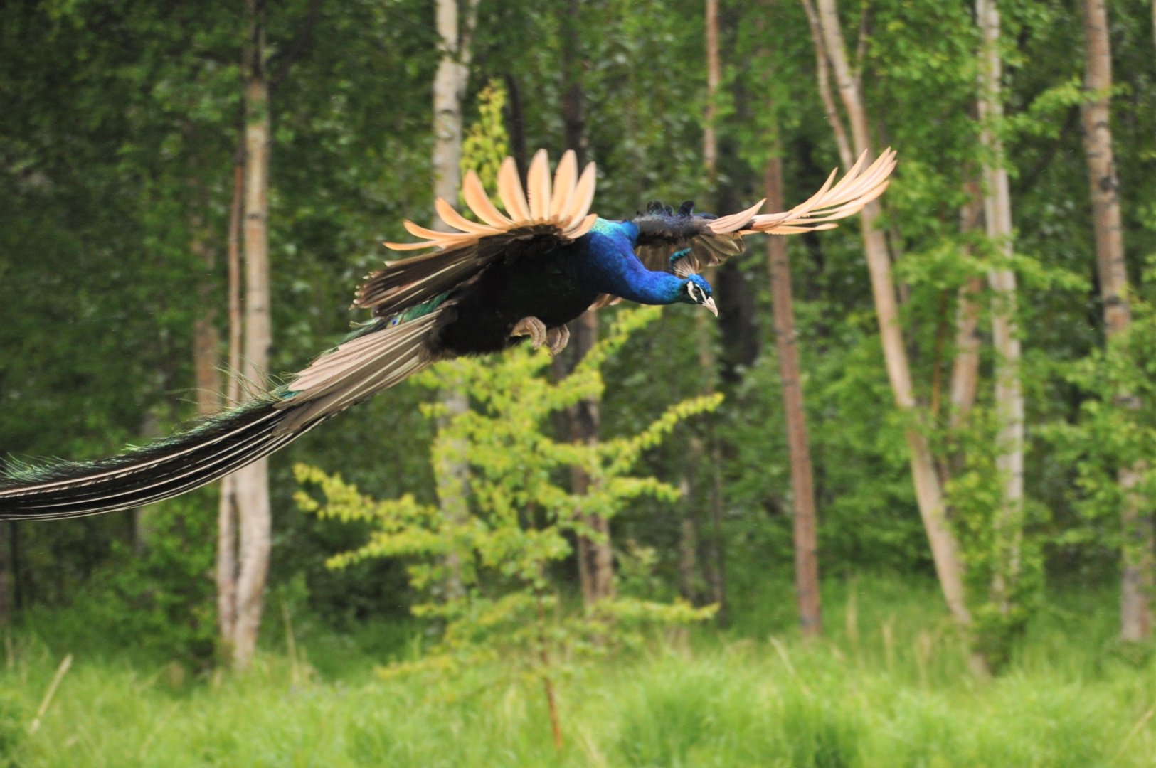 Wayward Peacock - Alaska