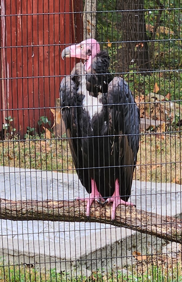WBS - Red-headed Vulture (Brahma)
